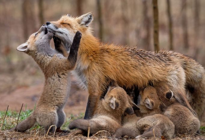 Sony World Photography Awards 2019 - ukázka přihlášených snímků