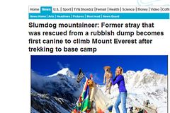 Příběh psa: Z umírajícího bezdomovce horolezcem