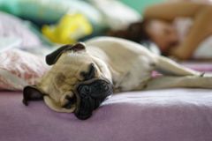 Spaní se psem v posteli lidskému zdraví neškodí. Lidský partner je však nejlepší