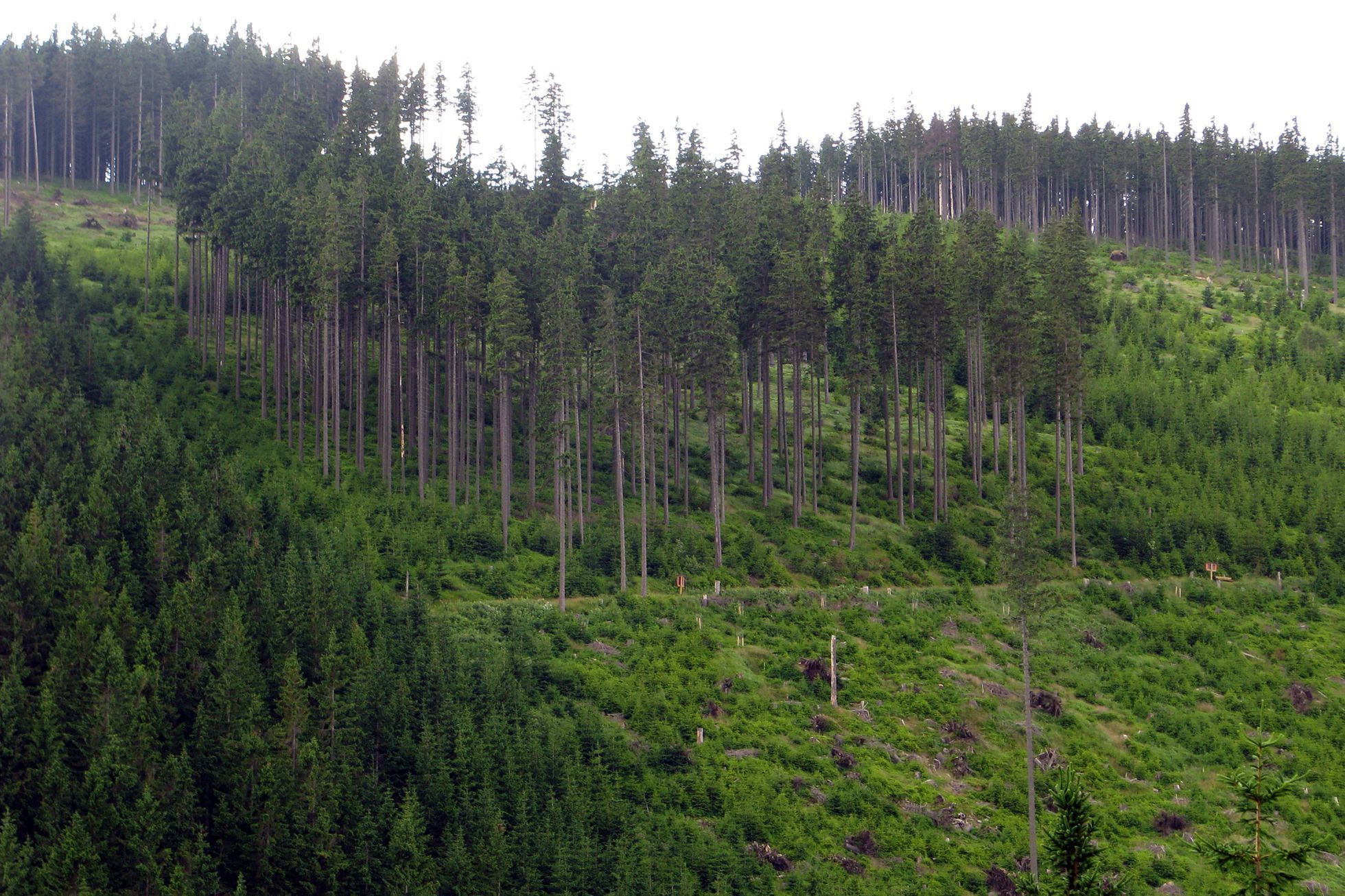 Krkonošský národní park